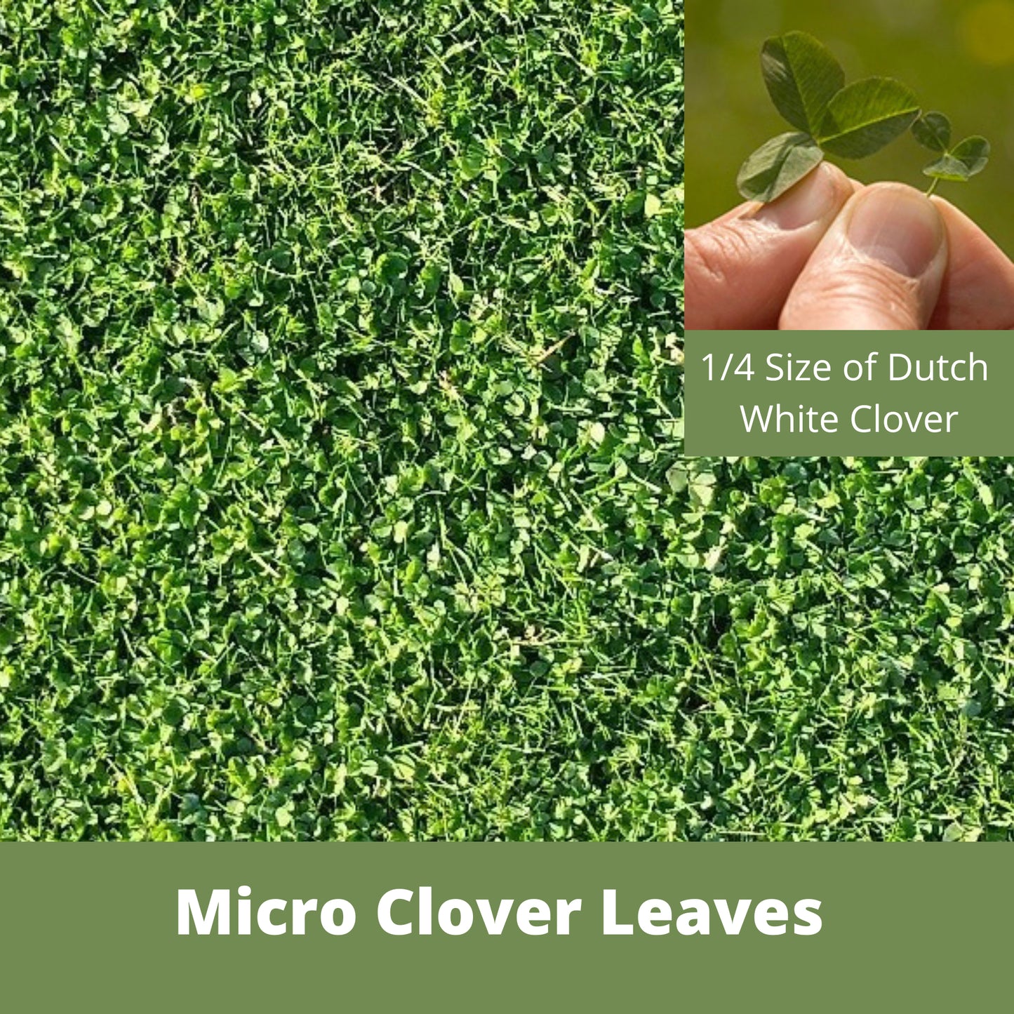 Micro Clover Eco-Friendly Seeding Kit