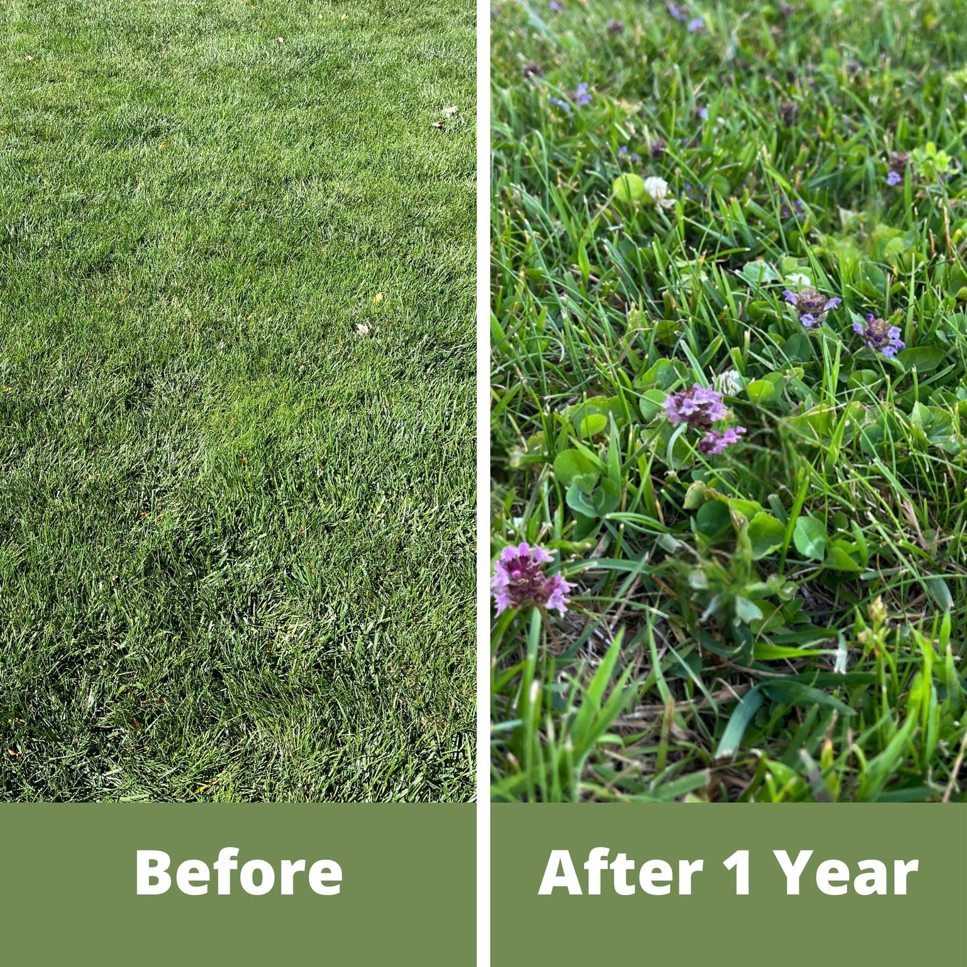flower lawn seed mix Micro Bee Lawn Seed Mixture