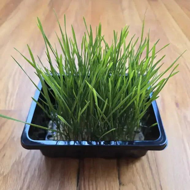Wheat/Cat grass