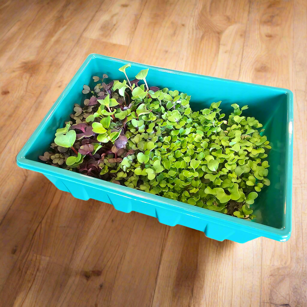 Microgreens Nursery