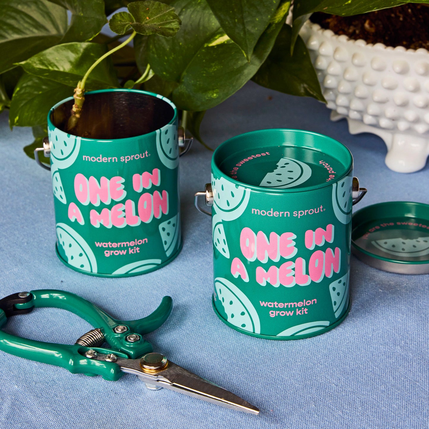 Complimentary Colors Grow Kits