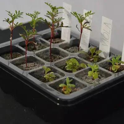 Plant Labels (Reusable Plastic Garden Tags, 4")