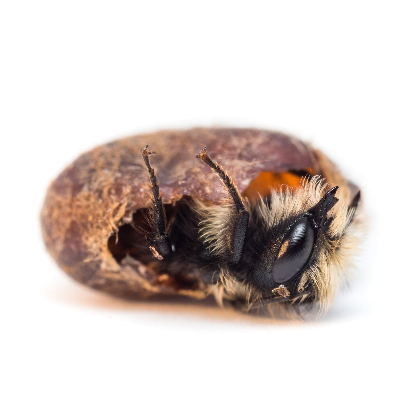Spring Mason Bees (40ct)