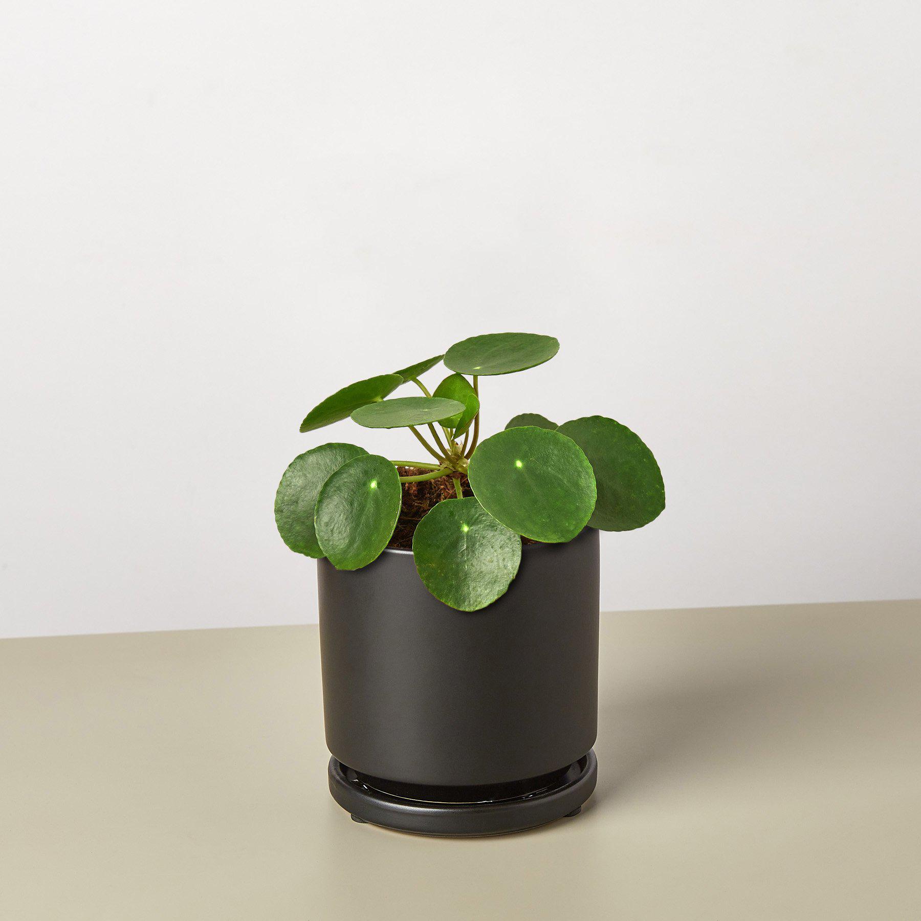 chinese money plant seeds for sale Pilea Peperomioides 'Chinese Money'