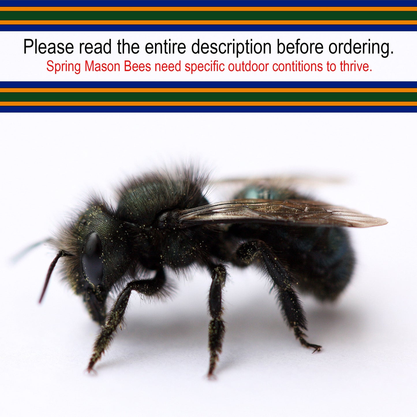 Buy Mason Bees | 40+ OBA Certified Cocoons with Free 2 Day Shipping