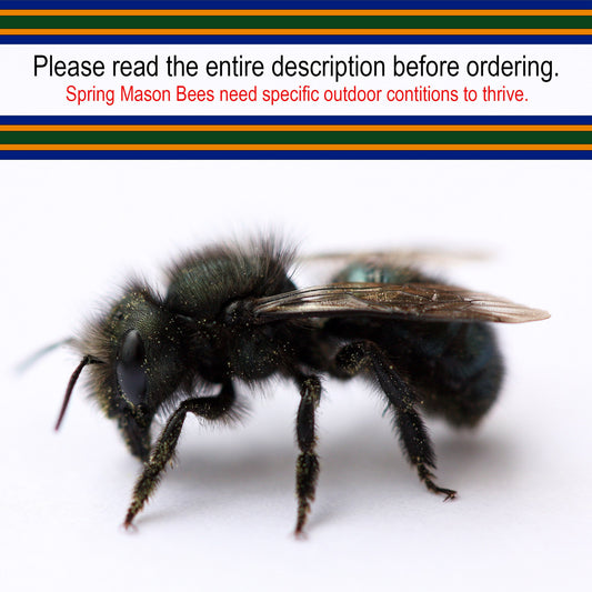 Buy Mason Bees | 40+ OBA Certified Cocoons with Free 2 Day Shipping