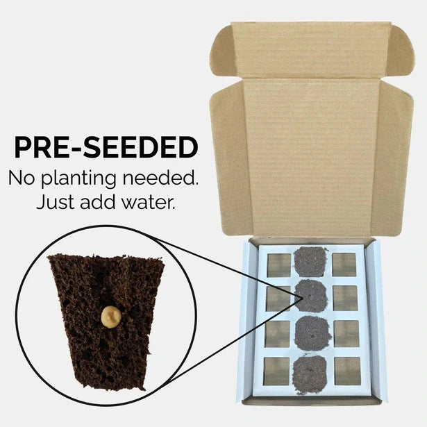 Chard (Firebird) Seeds (4x)