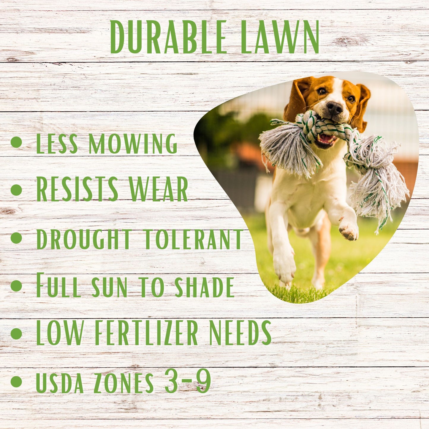 Ruff and Tough Grass Seed