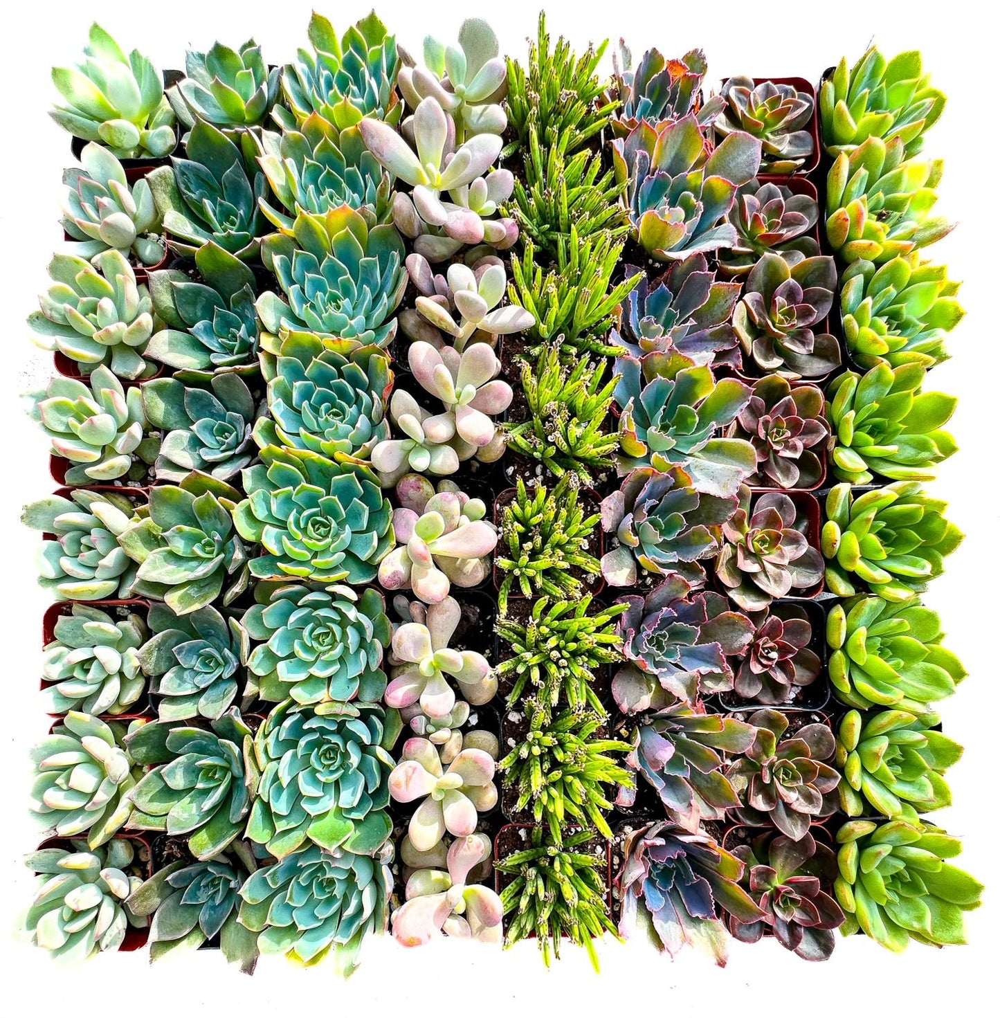 Assorted 2 Inch Succulent Tray