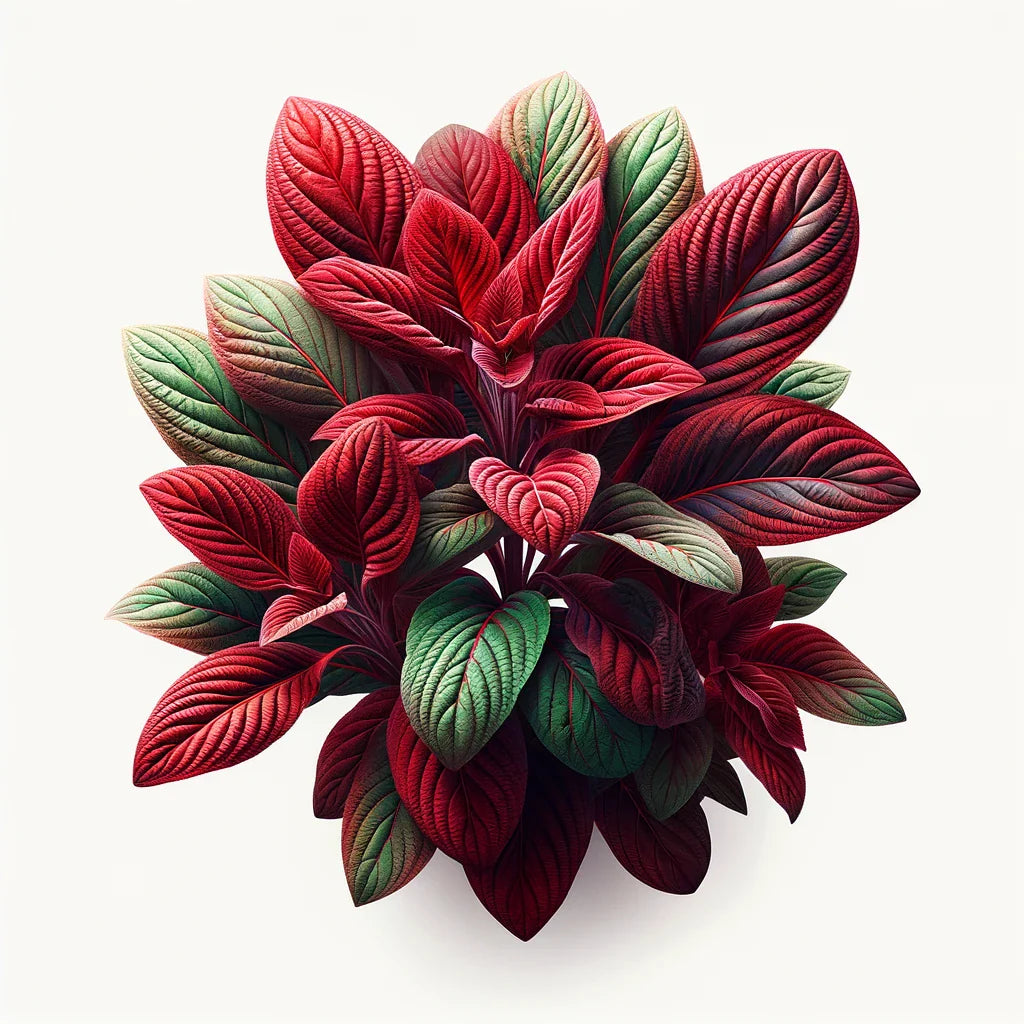 Red Amaranth (4x)