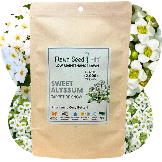 NEW Sweet Alyssum Carpet Of Snow Seed Pouch