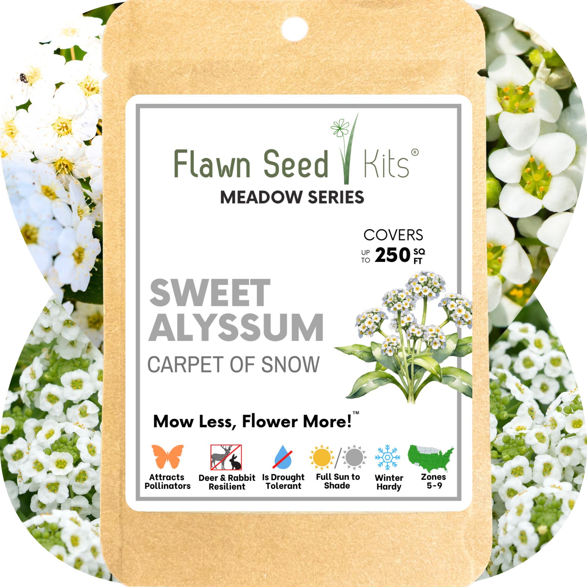 alyssum seed to flower time Flawn Seed Sweet Alyssum Carpet of Snow Flowering Lawn Seed - Kid, Pet, Pollinator & Eco-Friendly Grass Alternative