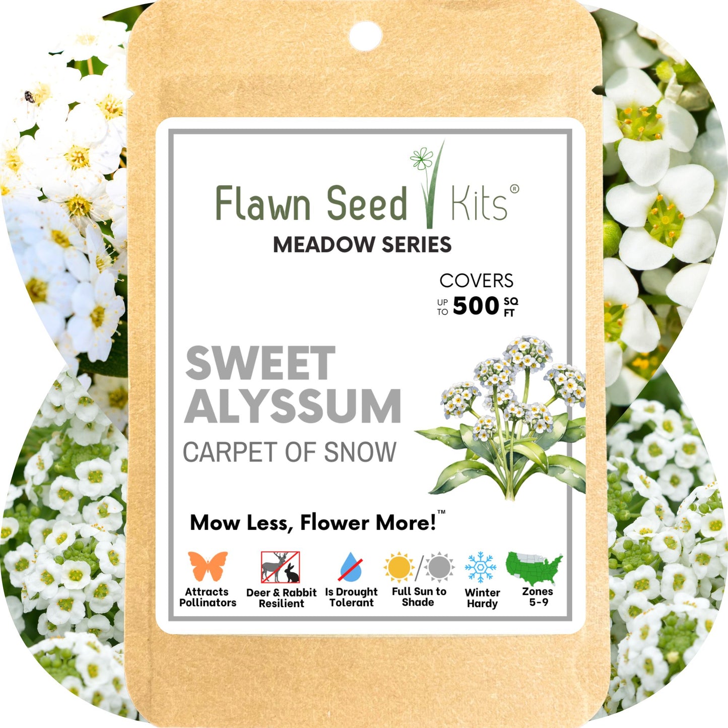 foam flower seeds Flawn Seed Sweet Alyssum Carpet of Snow Flowering Lawn Seed - Kid, Pet, Pollinator & Eco-Friendly Grass Alternative