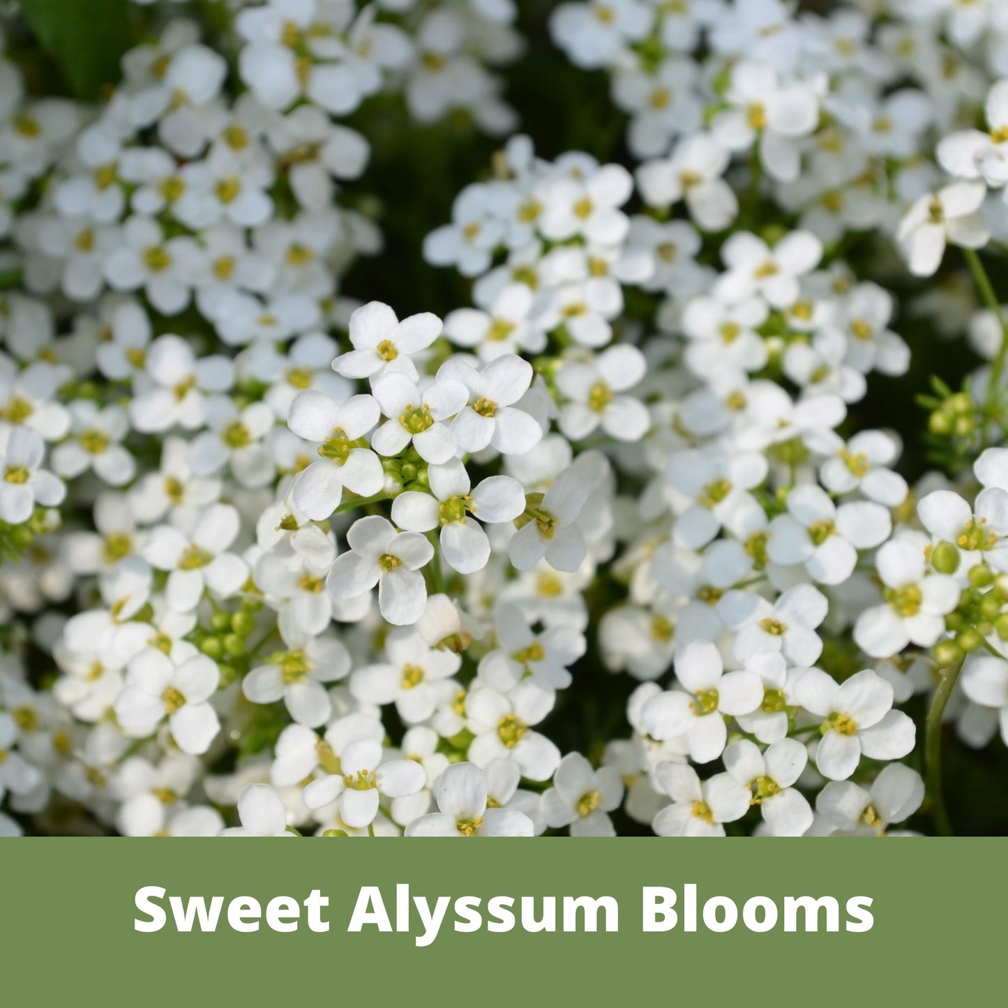 Sweet Alyssum Carpet Of Snow Seed Pouch