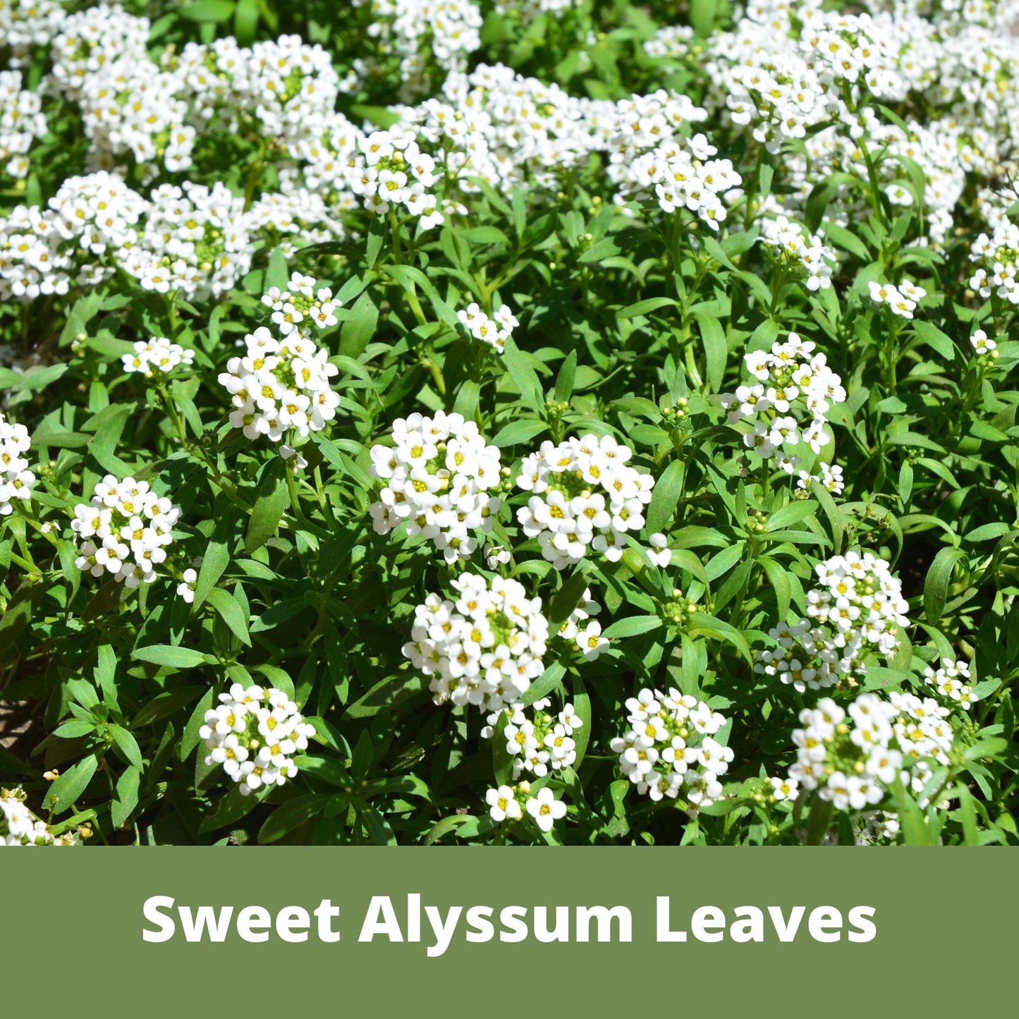 Sweet Alyssum Carpet Of Snow Seed Pouch