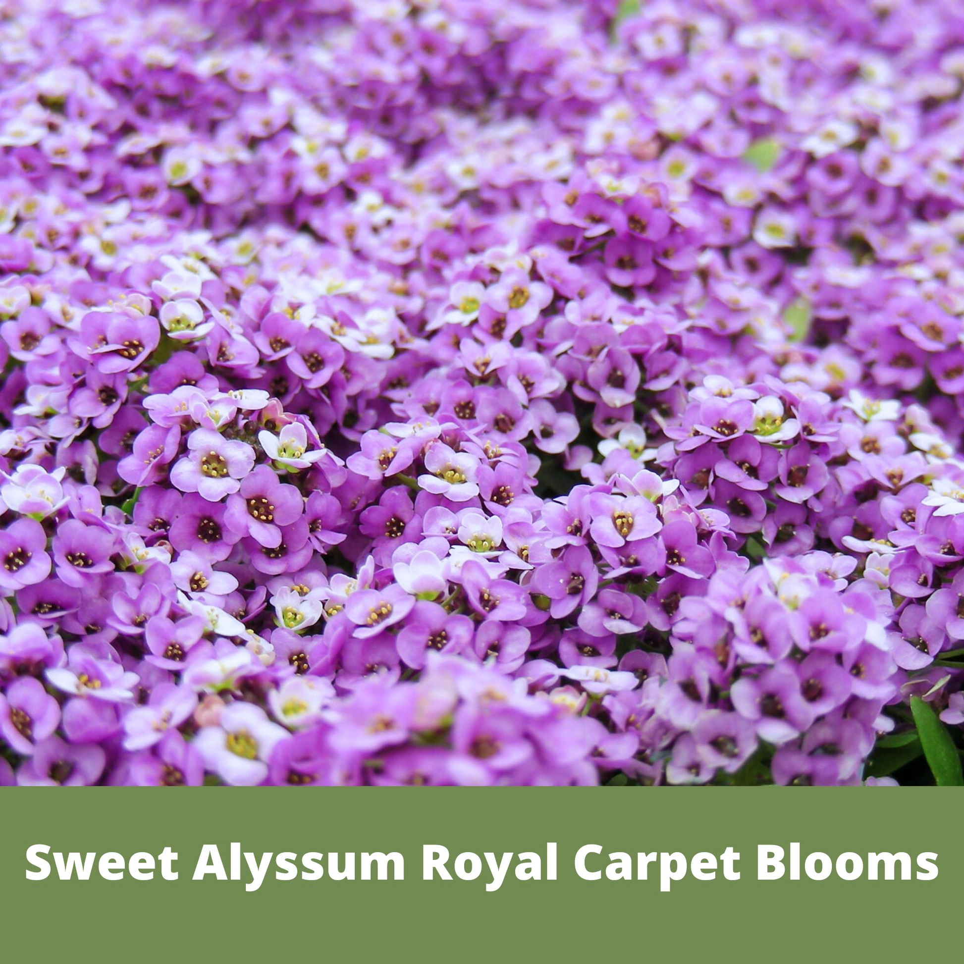 flower seed carpets Sweet Alyssum Royal Carpet Seed Pouch 500 SqFt .37 oz