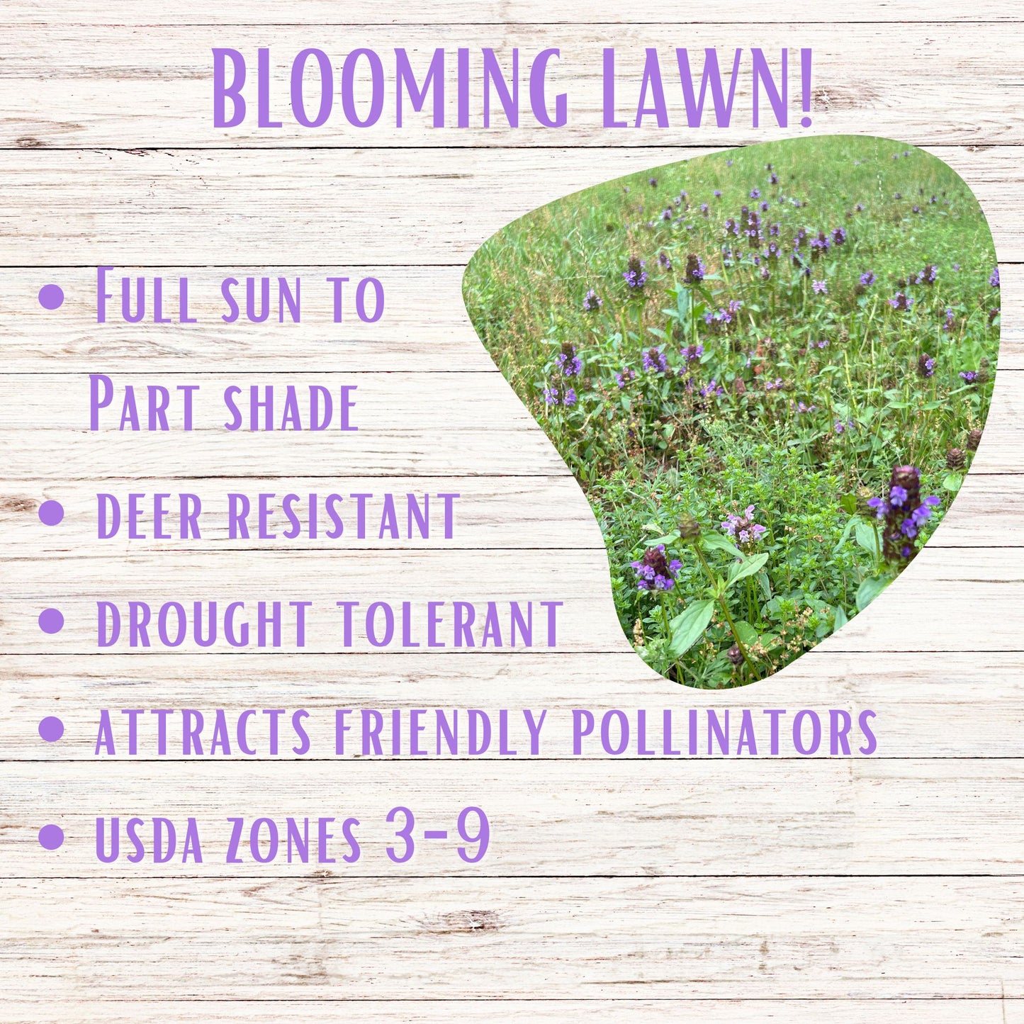 Self-Heal "Heal-All" Eco-Friendly Seeding Kit