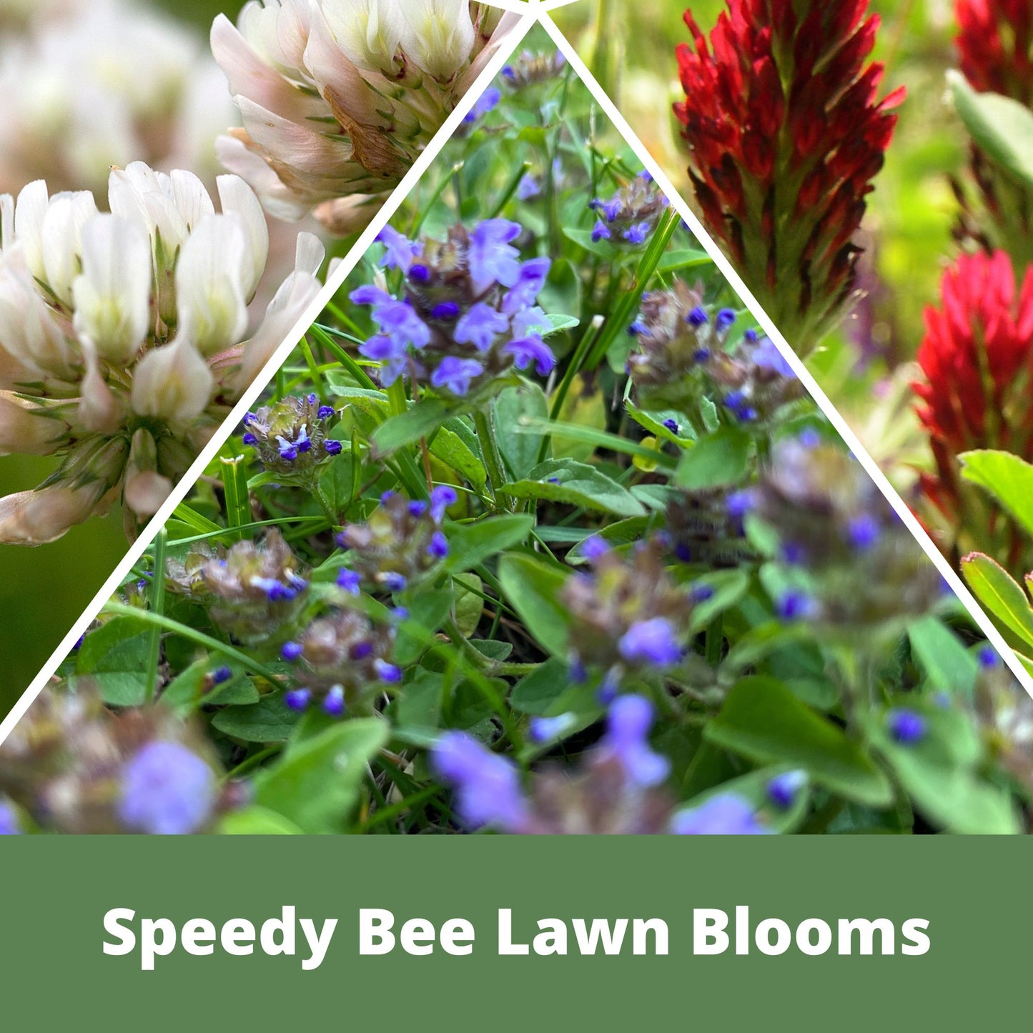 Speedy Bee Lawn Seed Kit