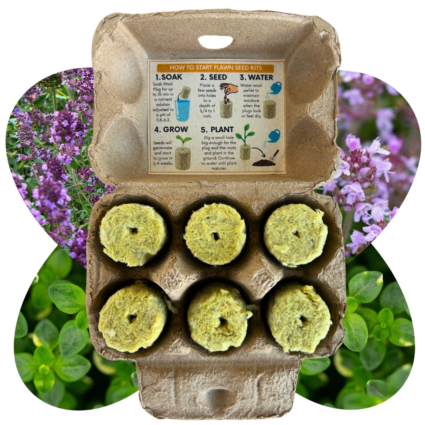 Creeping Thyme Egg Carton Seed Starting Kit