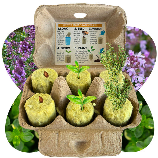 Creeping Thyme Egg Carton Seed Starting Kit