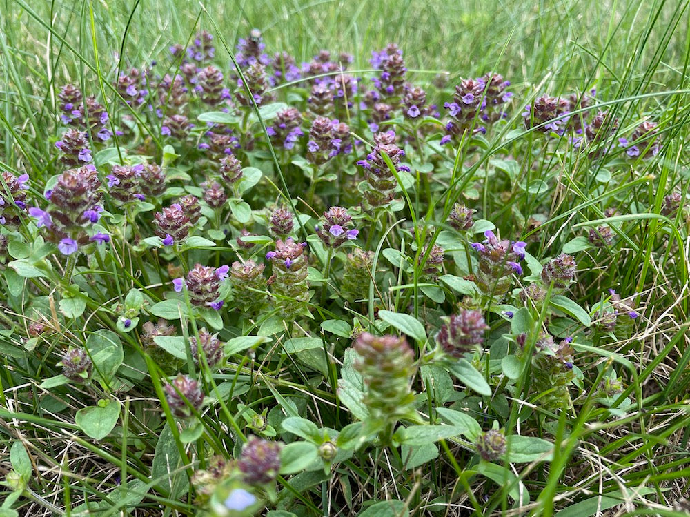Self-Heal Shaker Bundle