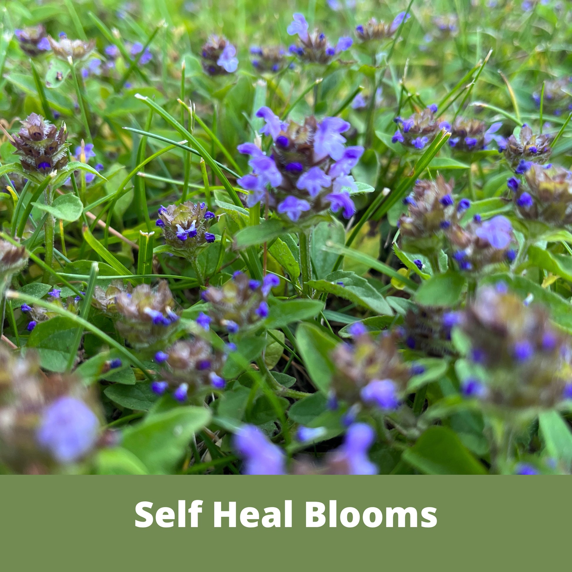 Self-Heal, Heal-All, Prunella Vulgaris Flower Blooms, Flowering Lawn, Alternative Ground Cover, Eco-Friendly Pollinator Lawn