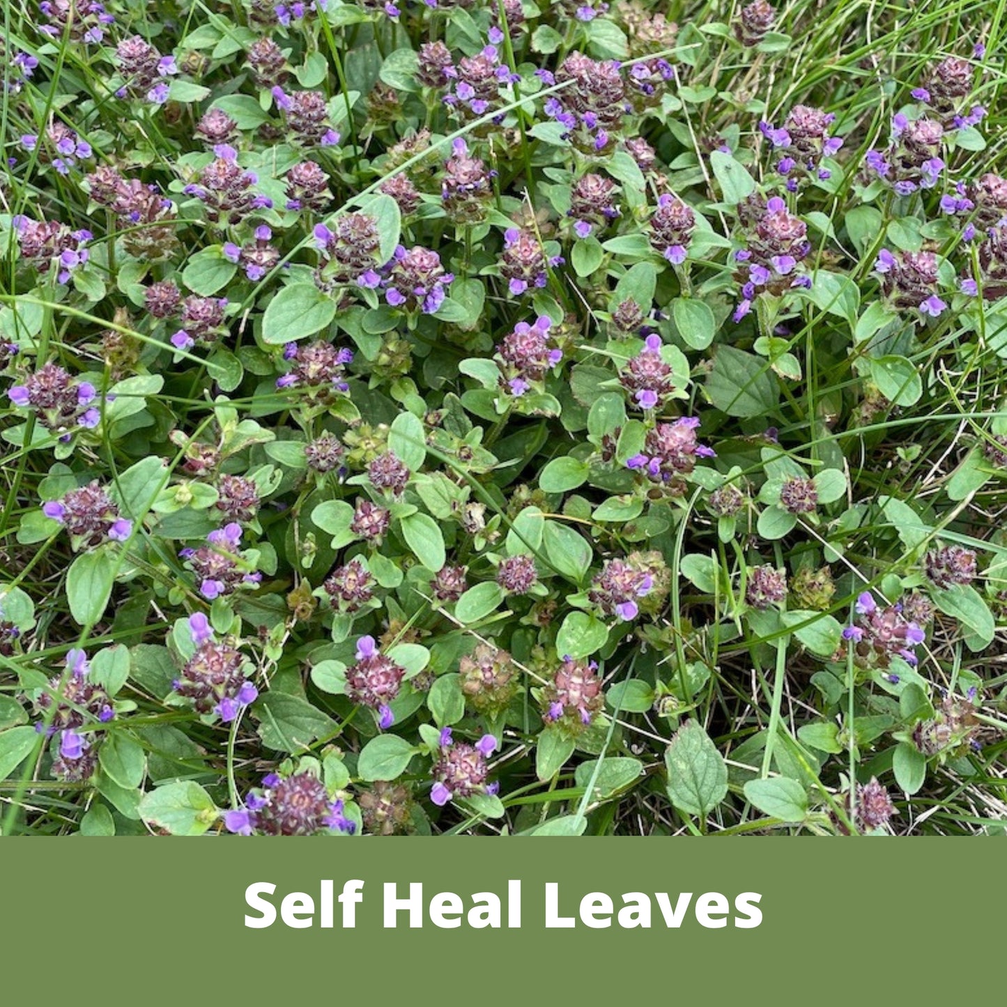 Self-Heal "Heal-All" Eco-Friendly Seeding Kit (Limited Time)