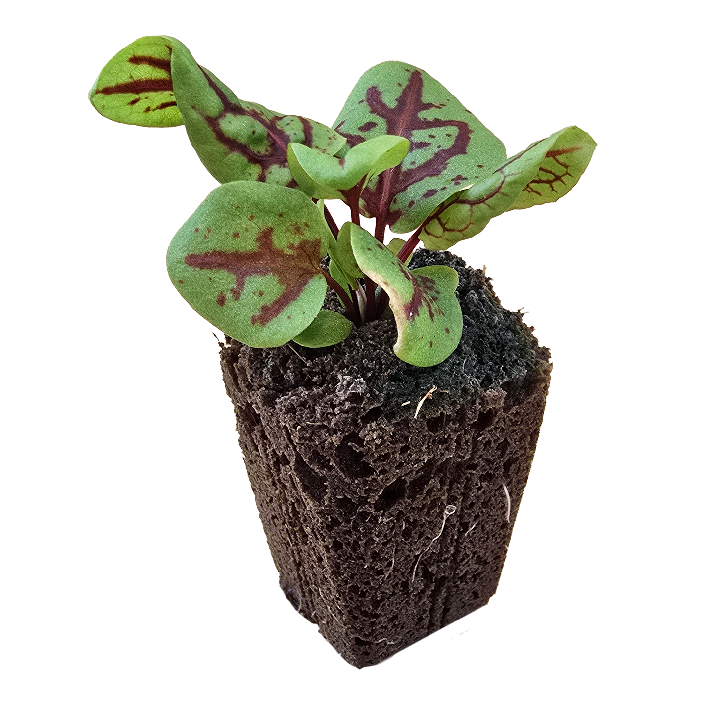 Sorrel (Red Veined) (4x)