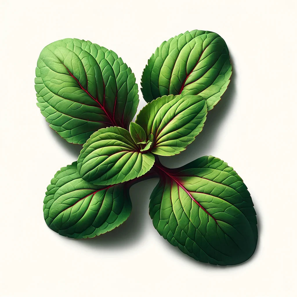 Sorrel (Red Veined) (4x)