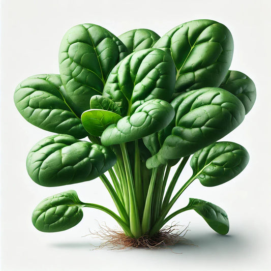 Spinach (Space) (4x)