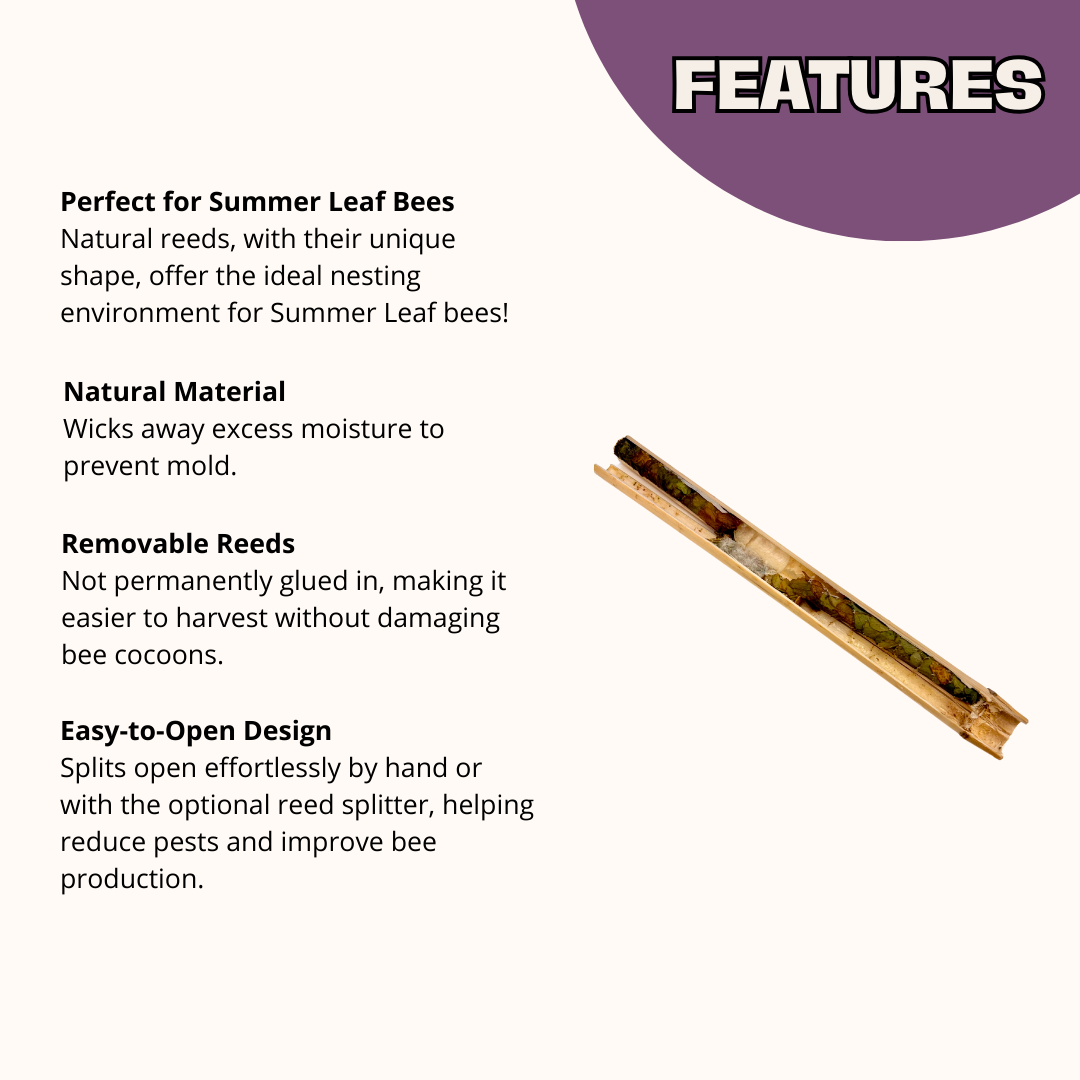 InvitaBee Summer Leaf Bee Attractant