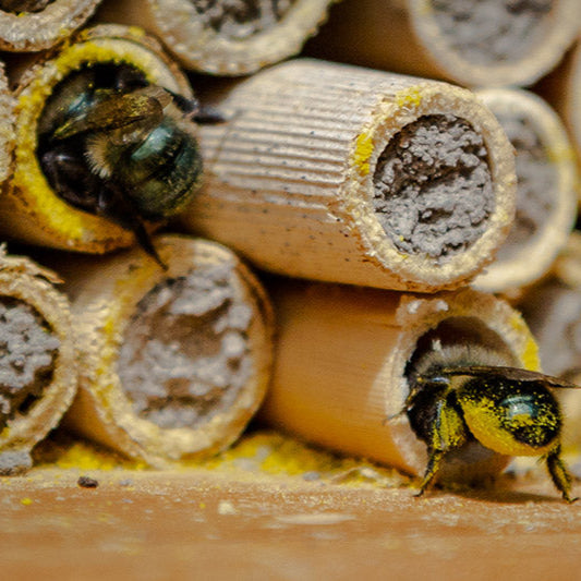 Spring Mason Bee Mud Box