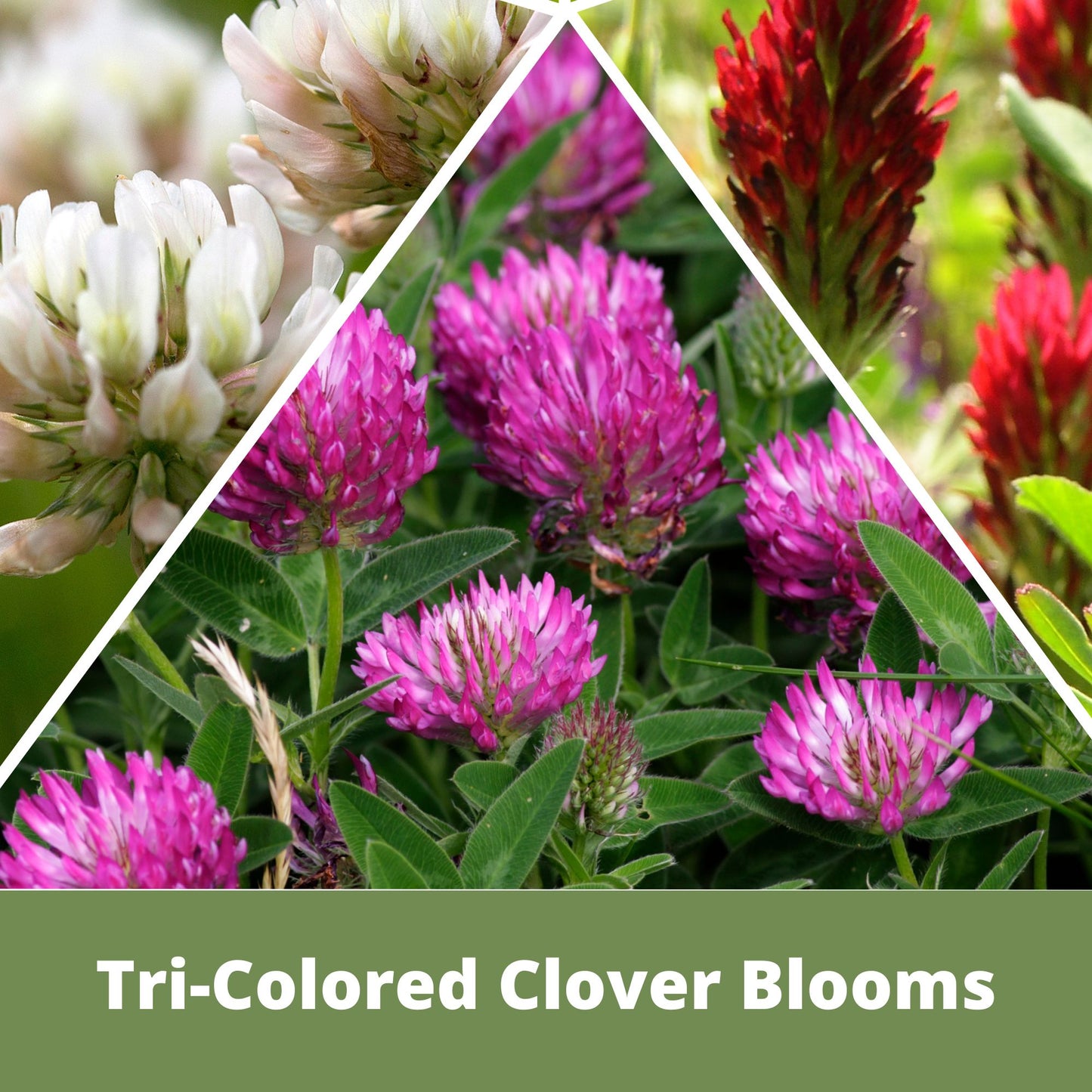 Tri-Color Clover Seed Easy Spread Shaker