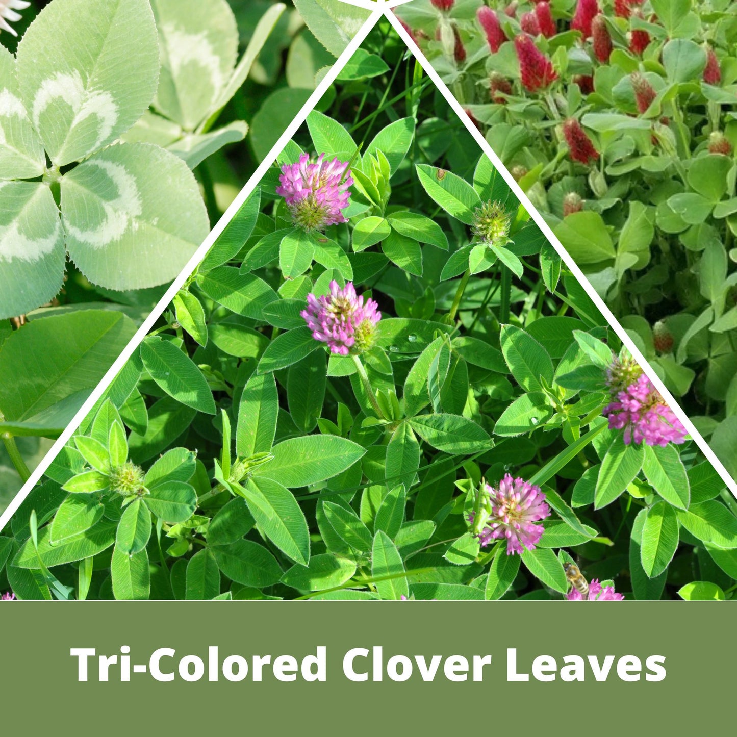 Tri-Color Clover Seed Mix Eco-Spread Carton