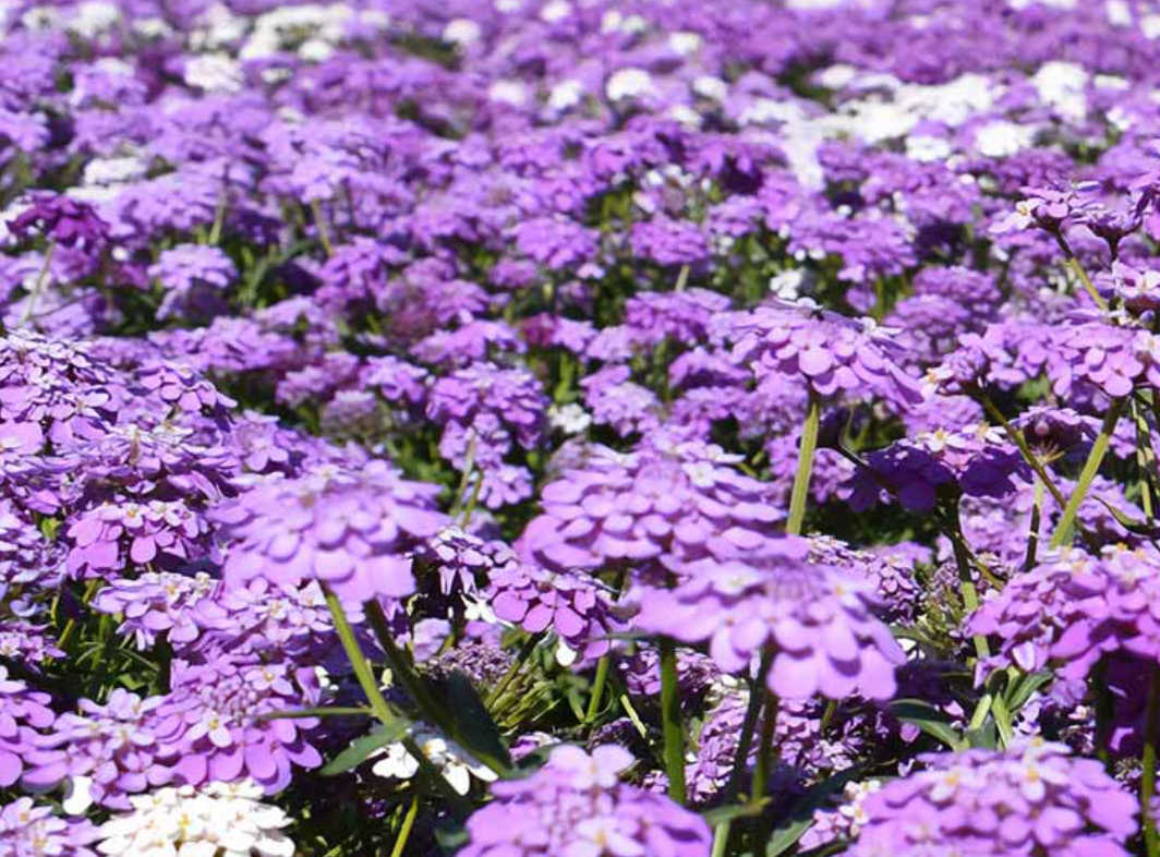 Sweet Alyssum Royal Carpet Seed Pouch (LIMITED SUPPLY)
