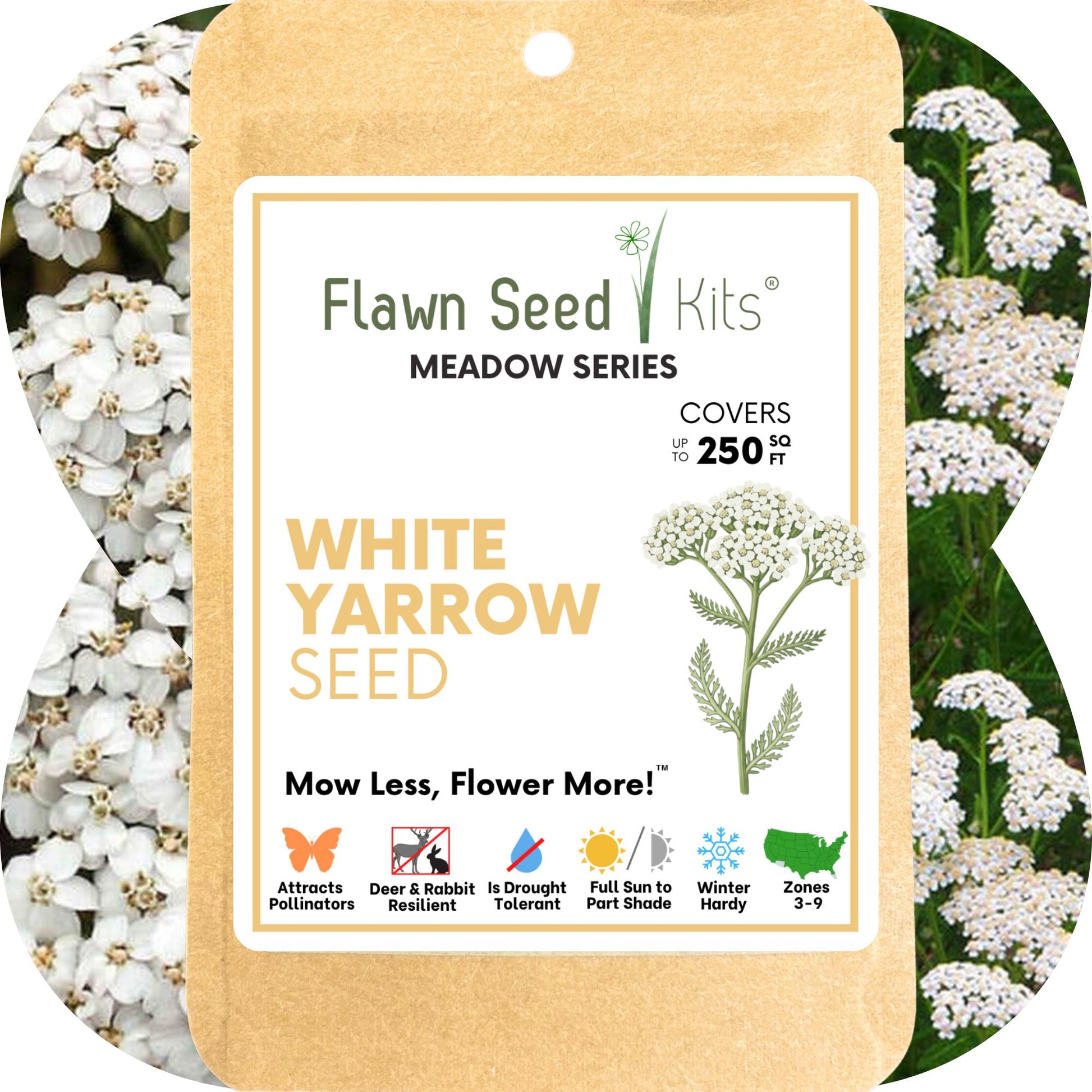 yarrow flower seeds Flawn Seed White Yarrow Flowering Lawn Seed - Kid, Pet, Pollinator & Eco-Friendly Grass Alternative