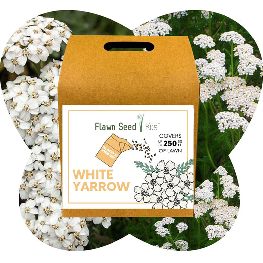 White Yarrow Eco-Friendly Seeding Kit (Limited Time)