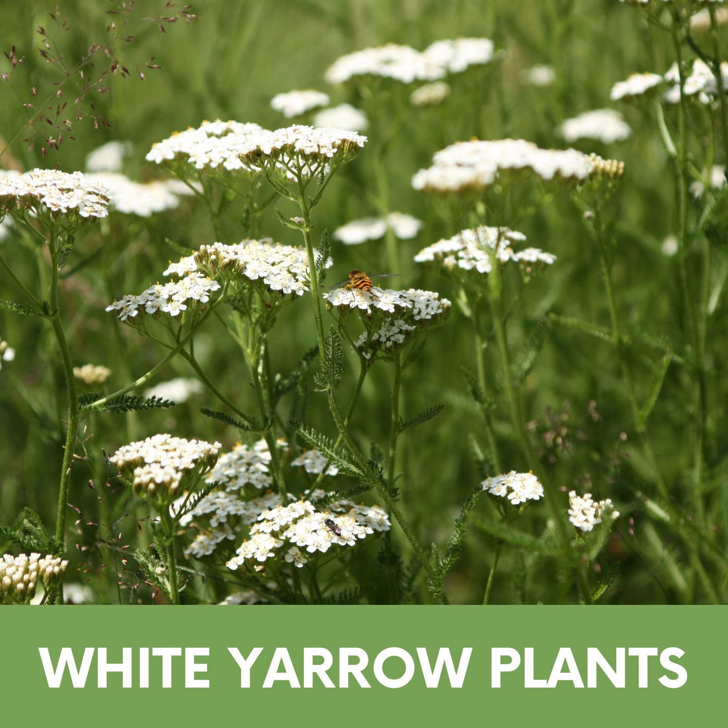 White Yarrow Eco-Friendly Seeding Kit