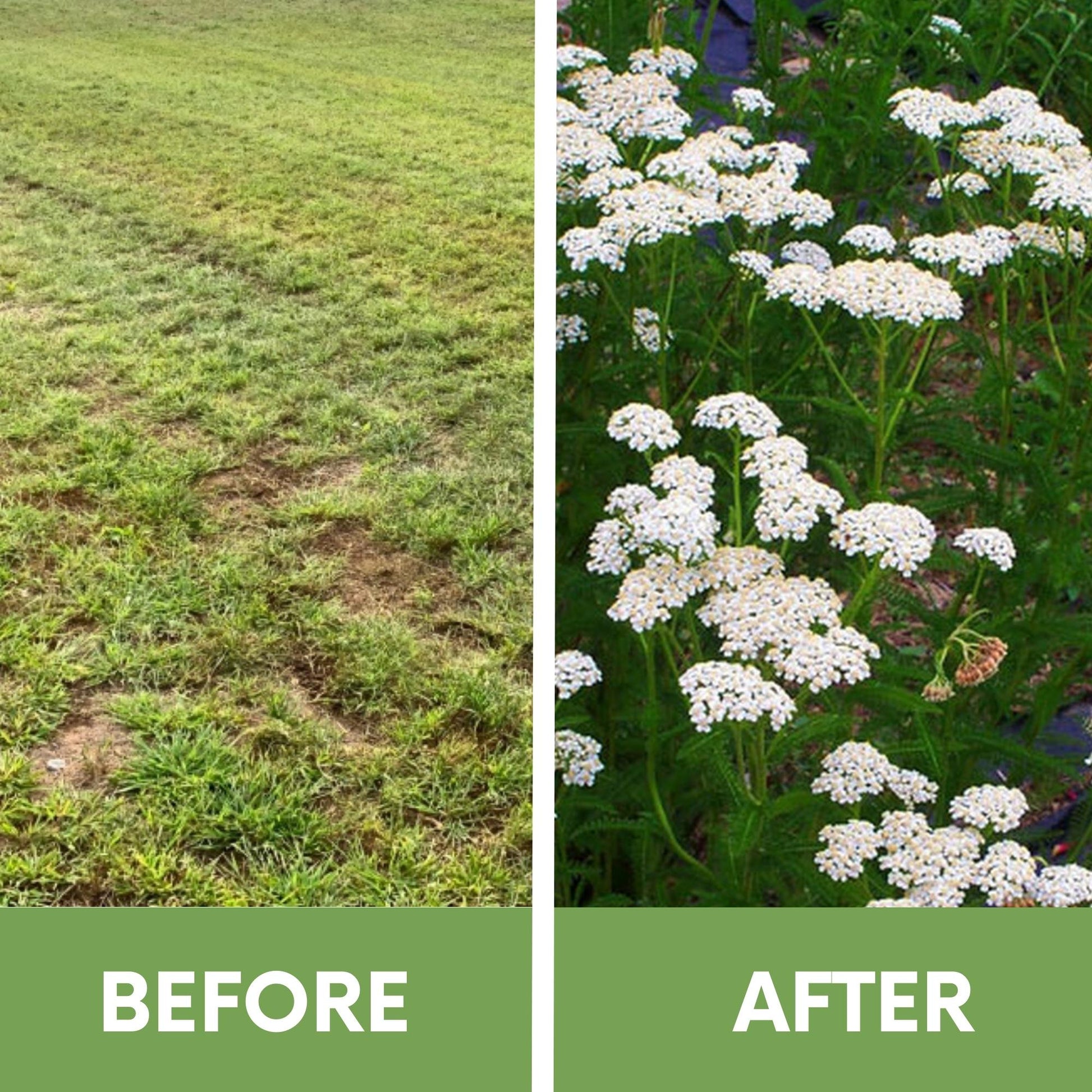 yarrow from seed to flower Flawn Seed White Yarrow Flowering Lawn Seed - Kid, Pet, Pollinator & Eco-Friendly Grass Alternative