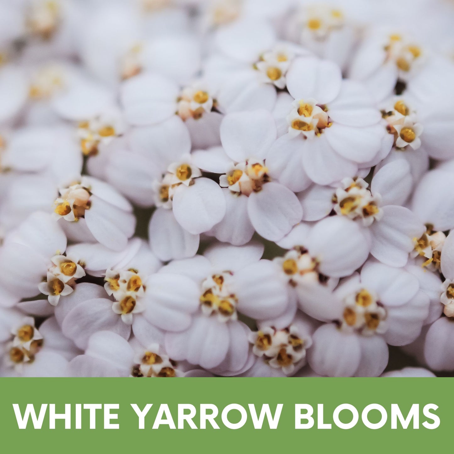 Case of White Yarrow Seed Pouches