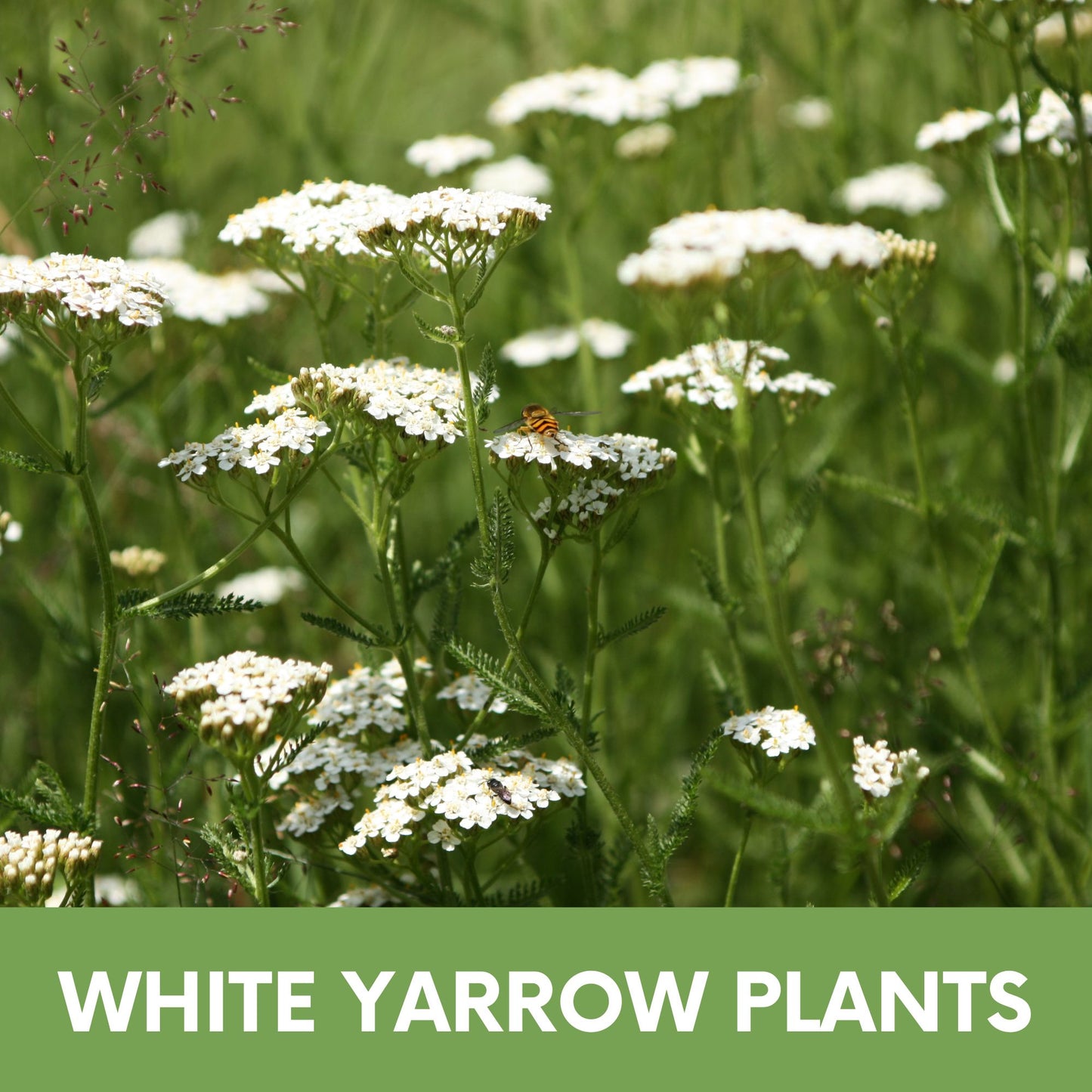 Case of White Yarrow Seed Pouches