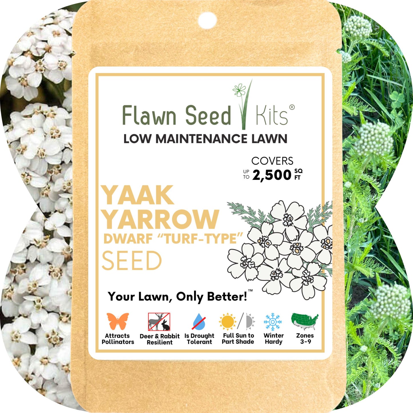Yaak Yarrow 'Turf-Type' Seed