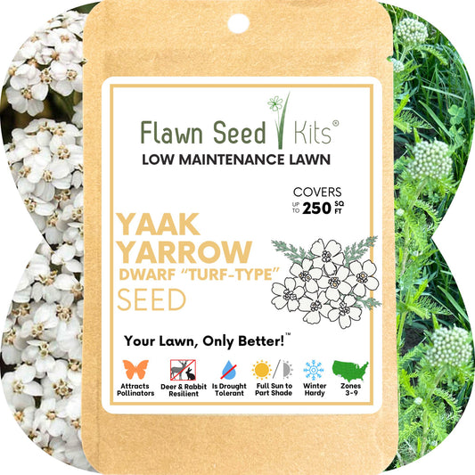 Yaak Yarrow 'Turf-Type' Seed