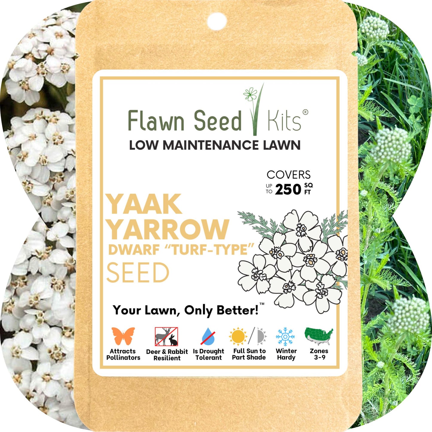 Yaak Yarrow 'Turf-Type' Seed