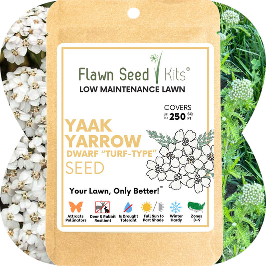 Yaak Yarrow 'Turf-Type' Seed