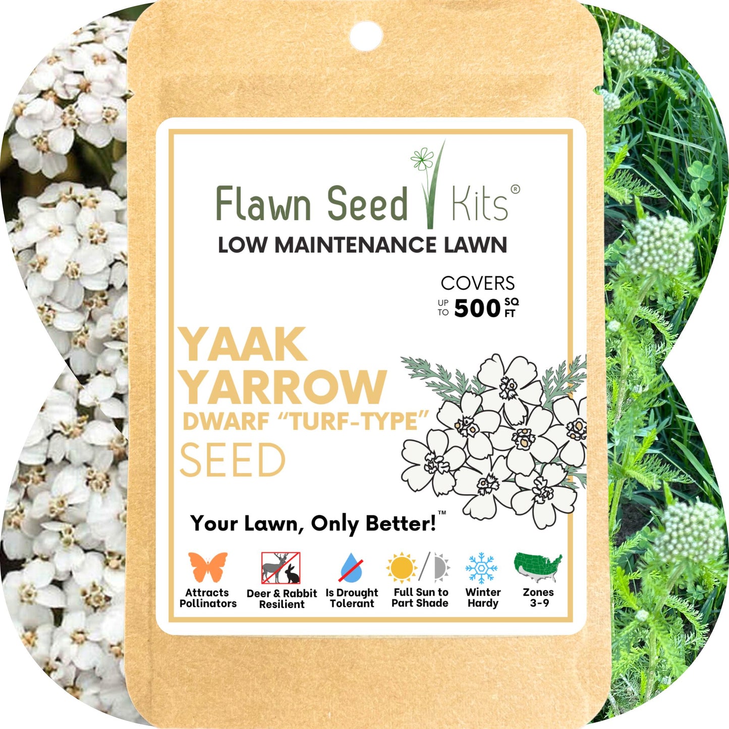 Yaak Yarrow 'Turf-Type' Seed