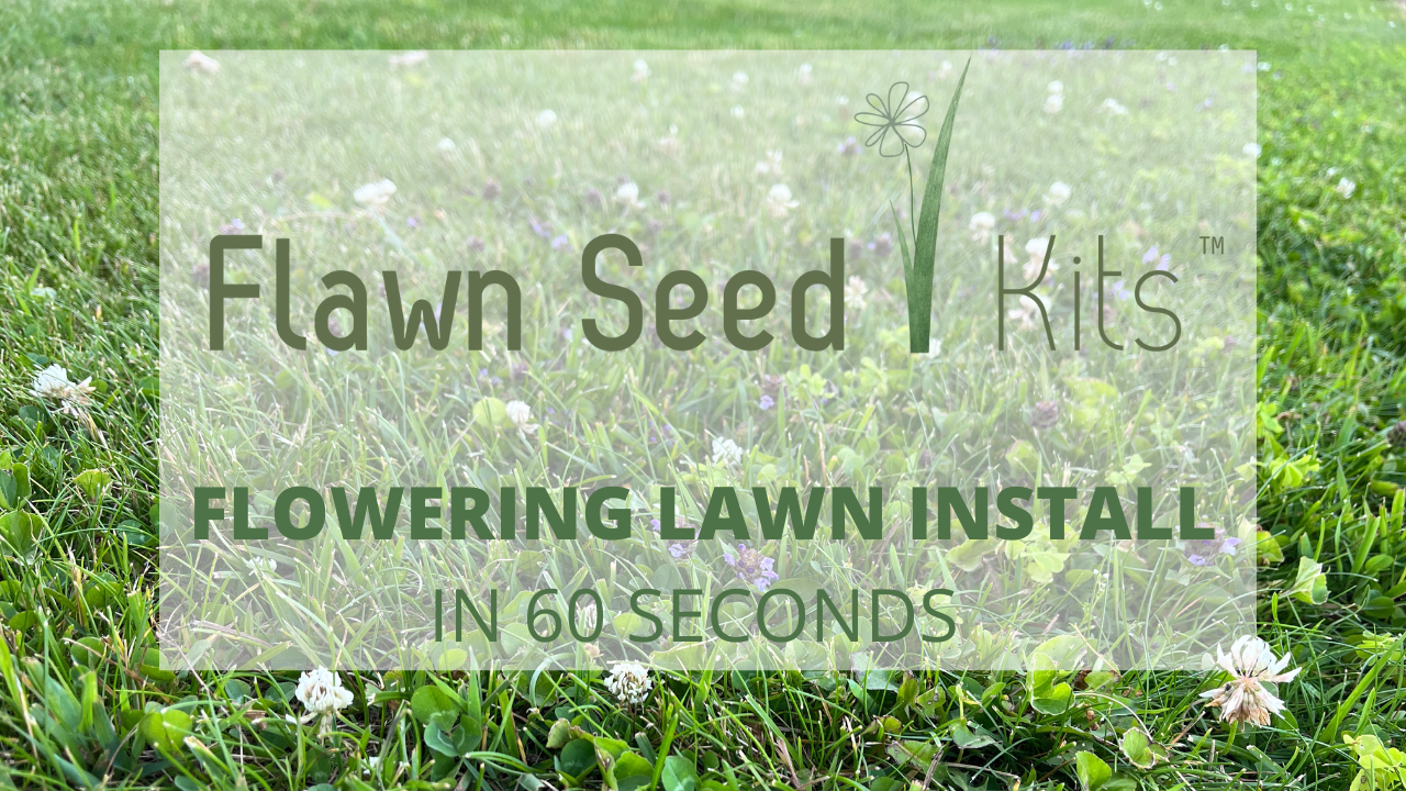 Load video: Flowering Lawn Installation Video