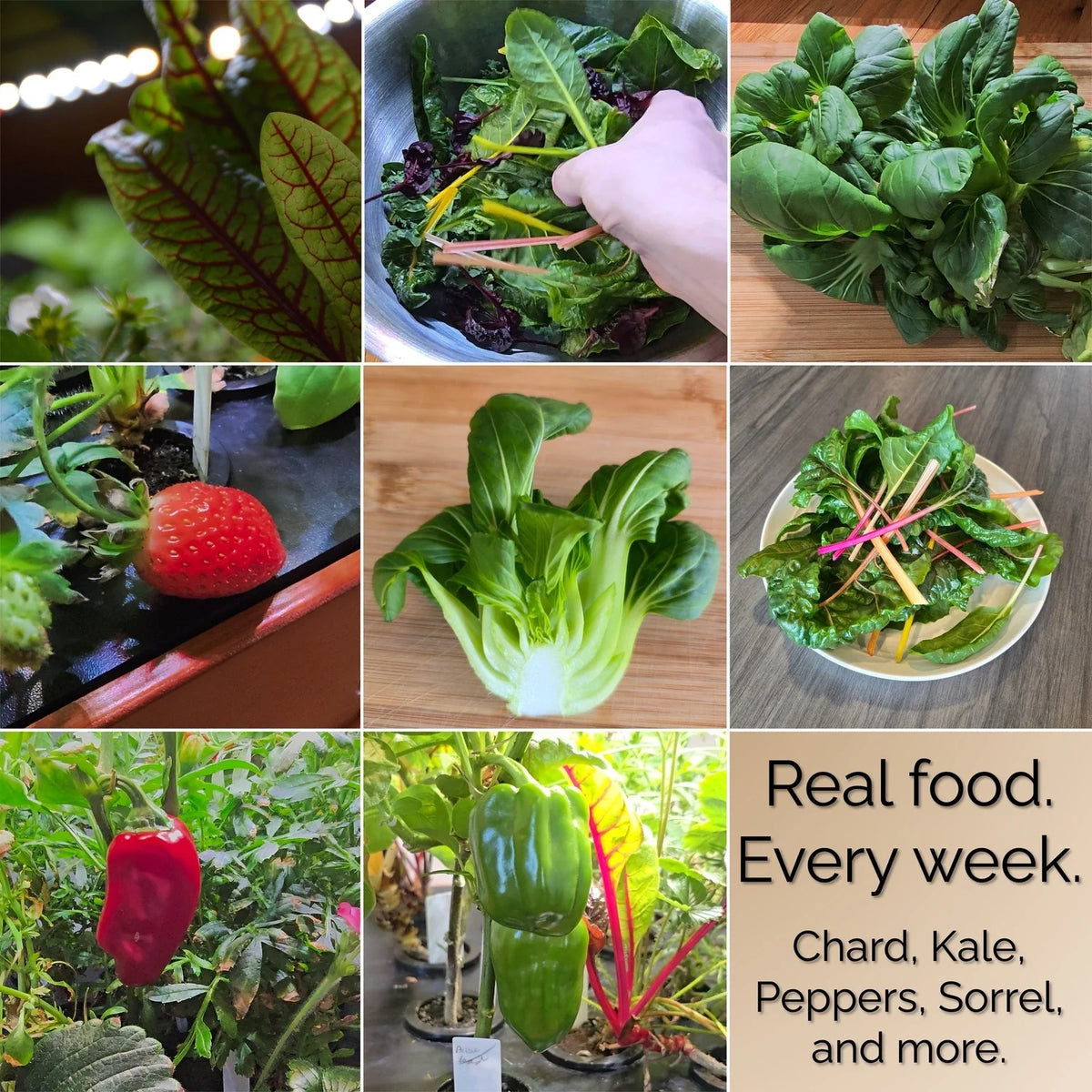 Chef’s Organic Set - Hydroponic Bundle