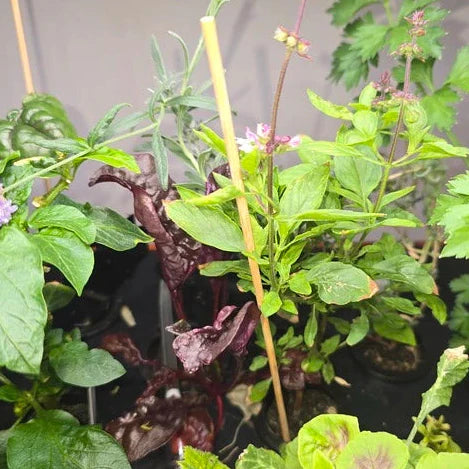 Support Stick (5x10", 25.4cm)