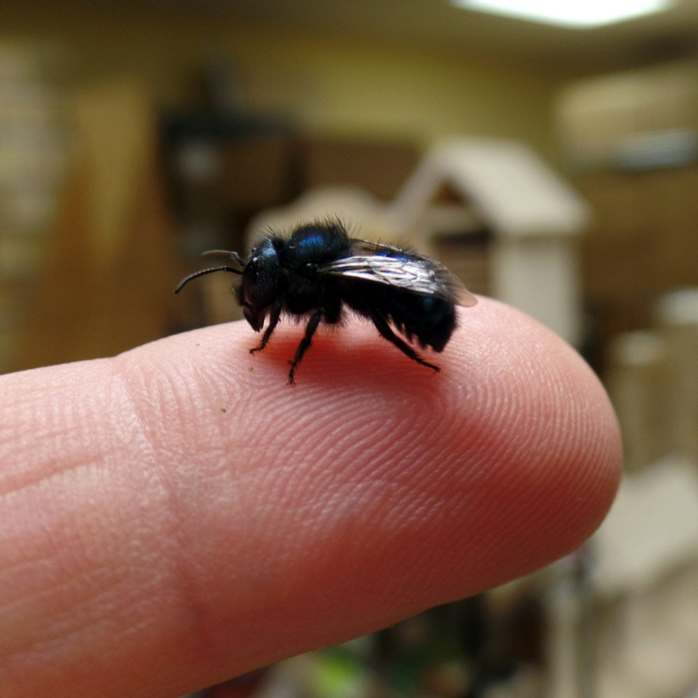 Spring Mason Bees - (20 ct)